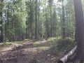 Beautiful high Bank of the river Chubaty covered with taiga forest