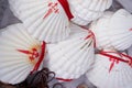 Way of St. James scallops shells for pilgrims to Compostela, Shell Symbol from Camino de Santiago. Royalty Free Stock Photo