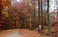 Way through a state owned forest in autumn Royalty Free Stock Photo