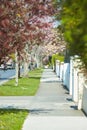 Way street with blooming cherry trees in Dublin. Royalty Free Stock Photo