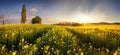 Way to chapel with sun on canola rapeseed field Royalty Free Stock Photo