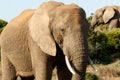 Way to Close - African Bush Elephant