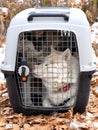 Way to keep sled dogs warm between riding: cage with Siberian husky dogs resting after dogsledding