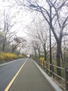 Sakura road