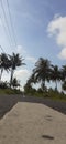 On the way tree coconut sky in the morn Royalty Free Stock Photo