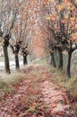 way with trees in autumn with fallen leaves