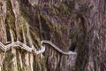 Stone Steep Steps . Trekking walking hiking Huangshan Mountain. Royalty Free Stock Photo