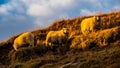 On the way up to the Litlanesfoss waterfall, East Iceland, a group of Icelandic sheep