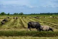 The way they were on the rice field of buffaloes Royalty Free Stock Photo
