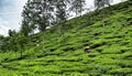 Women collecting tea leaves on a plantation in India