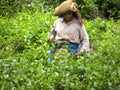 Wayanad, Kerala, India - January 1, 2009 A woman picking tea leaves at tea estates Royalty Free Stock Photo