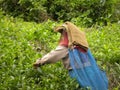 Wayanad, Kerala, India - January 1, 2009 A woman picking tea leaves at tea estates Royalty Free Stock Photo