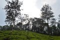 Wayanad tea estate , Kerala, India Royalty Free Stock Photo