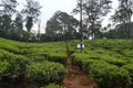 Wayanad tea estate , Kerala, India Royalty Free Stock Photo