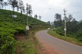 Wayanad tea estate , Kerala, India Royalty Free Stock Photo