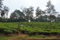Wayanad tea estate , Kerala, India Royalty Free Stock Photo