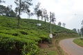 Wayanad tea estate , Kerala, India Royalty Free Stock Photo