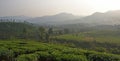 Wayanad tea plantation Royalty Free Stock Photo