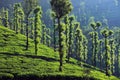 Wayanad-Tea Plantation