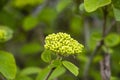 Wayfaring tree flowers during spring