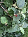 Wayfaring tree Vibernum lantana