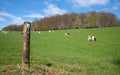 Waymark of DhÃÂ¼nnweg close to Odenthal, Germany