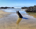 3 ways Border Collie on the beach Royalty Free Stock Photo