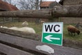 WC sign with black letters on a white background and a white arrow on a green background. Toilet signage at a pen for woolly sheep Royalty Free Stock Photo