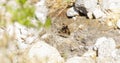 A weak banded Crescent, Anthanassa drymaea, butterfly, perched on a rock in Mexico Royalty Free Stock Photo