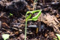 A weak tomato sprout with a seed shell on the leaves from poor watering and insufficient lighting