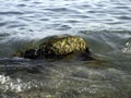 Weak waves gently wash the stones lying on the shallow bottom of the sea rocky shore in good weather