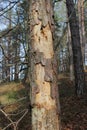 Weakened pine tree - bark beetle attack Royalty Free Stock Photo