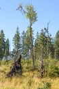 The weakened tree could not hold up in the onslaught of wind in early autumn in Sumava National Park, Czechia, Europe