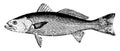 Weakfish, vintage illustration Royalty Free Stock Photo