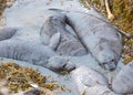 Weaned elephant seal pups practicing swimming in a shallow pool of seawater Royalty Free Stock Photo