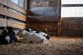 Weaned Holstein dairy calves laying a pen on sawdust and straw. Royalty Free Stock Photo