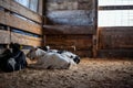 Weaned Holstein dairy calves laying a pen on sawdust and straw. Royalty Free Stock Photo