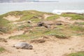 Weanling in Northern Elephant Seal colony, Ano Nuevo State Park, CA Royalty Free Stock Photo