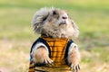 Wearing cloth prairie dog