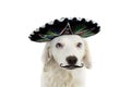 WEARING A MEXICAN MARIACHI HAT AND A MUSTACHE OR MUSTACHE. LOOKING AT CAMERA. ISOLATED SHOT AGAINST WHITE BACKGROUND