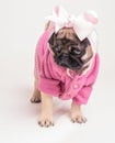 Wearing My Pink Sunday Best - Pug Puppy