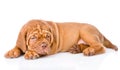Weary Bordeaux puppy. isolated on white background