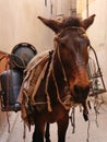 Weary donkey in medina alley carrying bottles of gas, Fez, Morocco Royalty Free Stock Photo