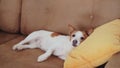 A weary Jack Russell Terrier rests on a sofa, one ear flopped