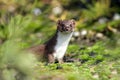 Weasel Royalty Free Stock Photo