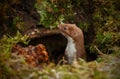 Weasel appearing from dark hole