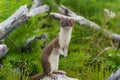 Weasel