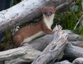 Weasel Royalty Free Stock Photo