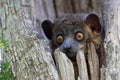 A weasel lemur in a tree hollow looks out curiously