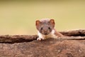 Weasel in log